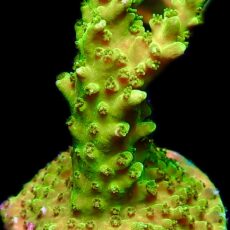 WYSIWYG 9J Green Slimer Acropora Frag