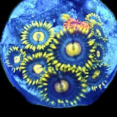 WYSIWYG Zoanthid Frag R20