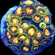 WYSIWYG Zoanthid Frag R21