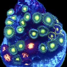 WYSIWYG Zoanthid Frag R22