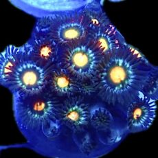 WYSIWYG Zoanthid Frag R23