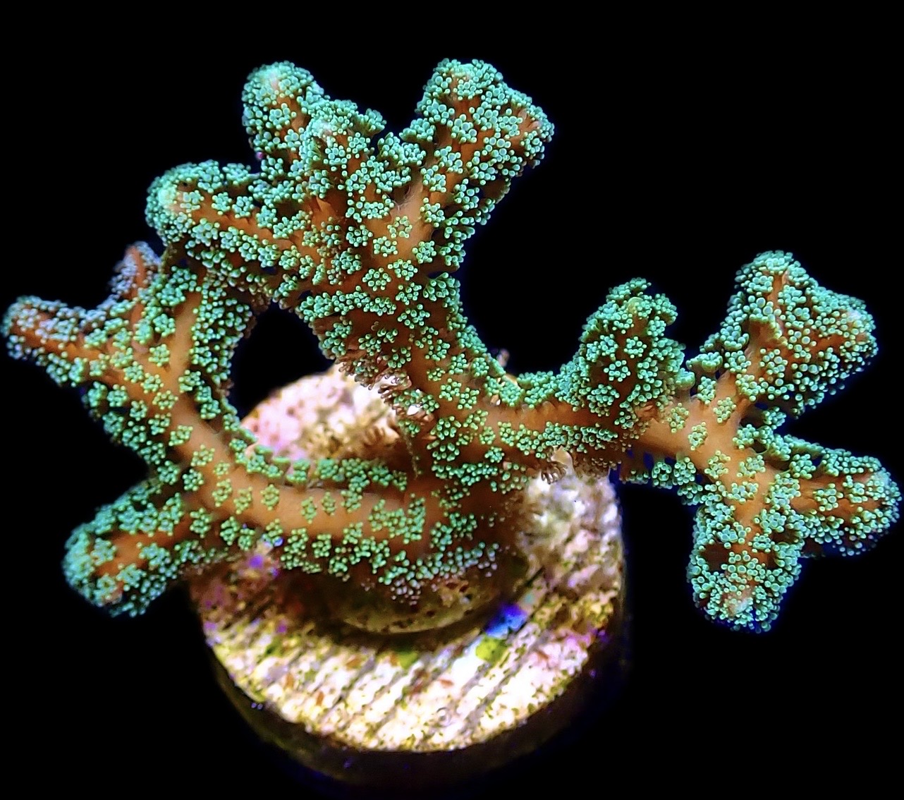 Fibre Optic Seriatopora Frag