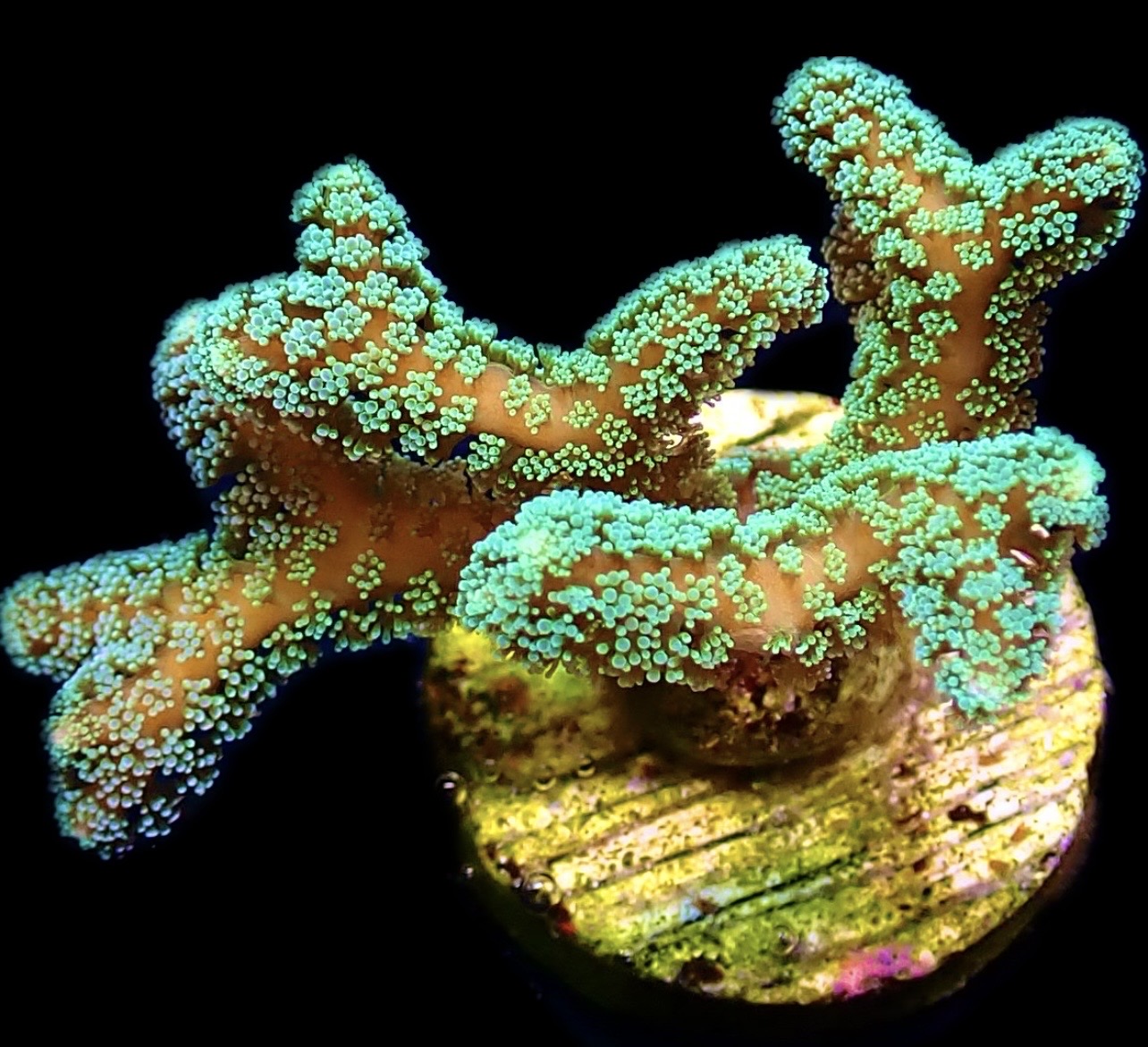WYSIWYG M11 Fibre Optic Seriatopora Frag