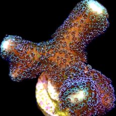 WYSIWYG M36 Purple Stylophora Milka Extra Large
