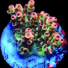 WYSIWYG 19E Bill Murray Acropora Frag
