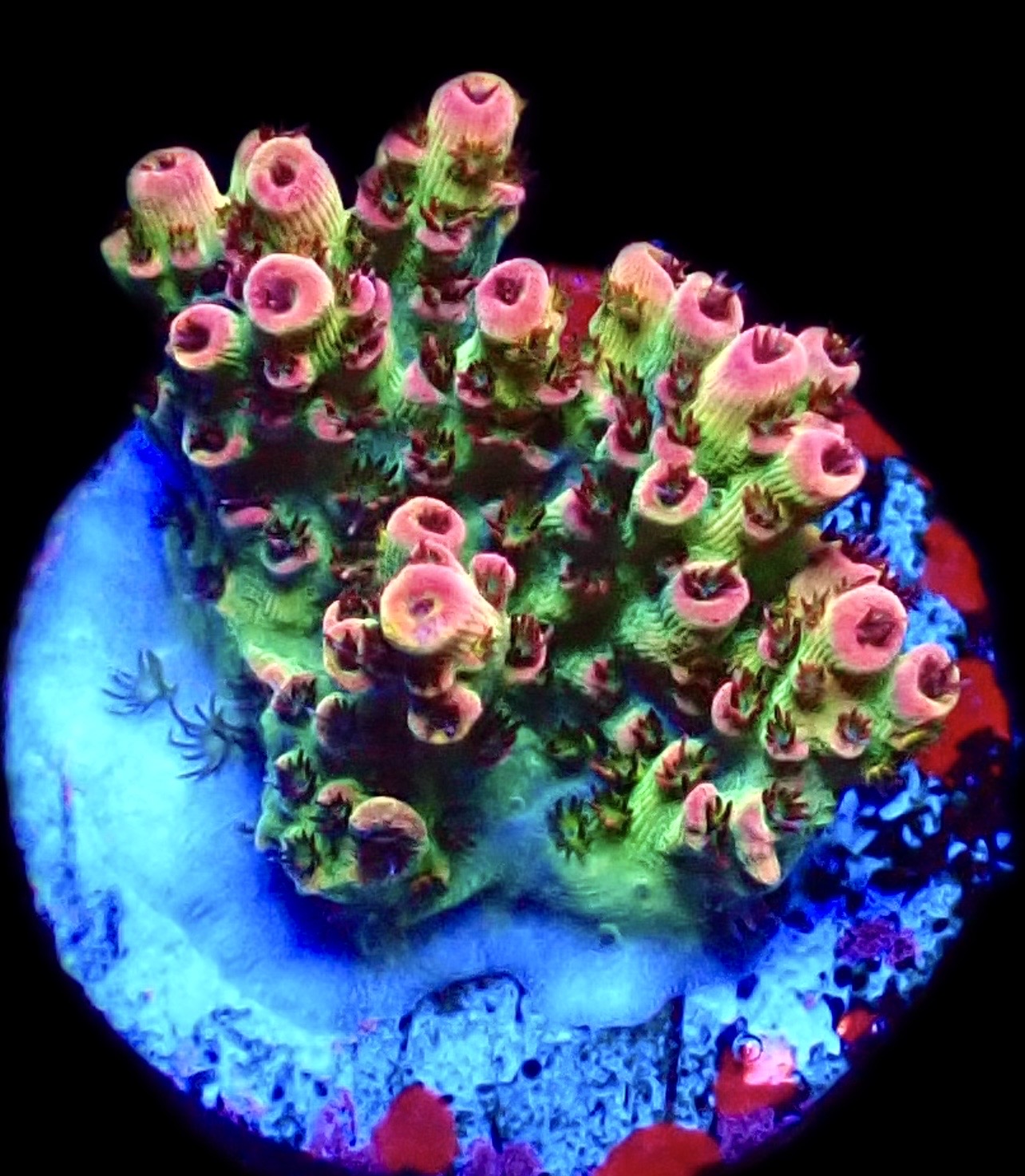 WYSIWYG 19E Bill Murray Acropora Frag