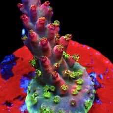 WYSIWYG 24E Acropora Frag