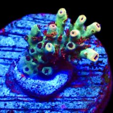 WYSIWYG 24D Dragon's Breath Acropora Frag