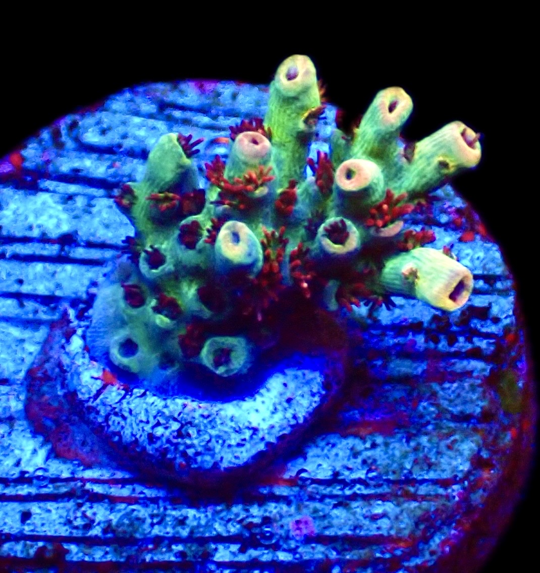 WYSIWYG 24D Dragon's Breath Acropora Frag