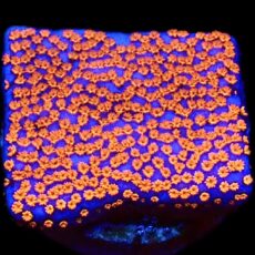 WYSIWYG 27B Superman Montipora Frag