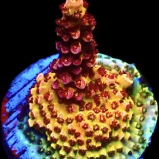 WYSIWYG 24i PC Rainbow Acropora Frag