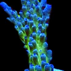WYSIWYG 19C Electric Miyagi Tort Acropora Frag Extra Large