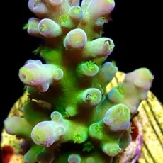 WYSIWYG 24G Candy Apple Acropora