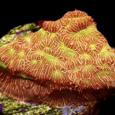 WYSIWYG M17 Jack 'O' Lantern Leptoseris Frag