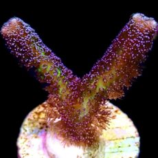 WYSIWYG M26 Bird Of Paradise Seriatopora