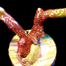 WYSIWYG 27D Bubblegum Montipora