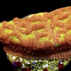 WYSIWYG M25 Jack 'O' Lantern Leptoseris Frag
