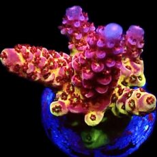 WYSIWYG 12i PC Rainbow Acropora Frag