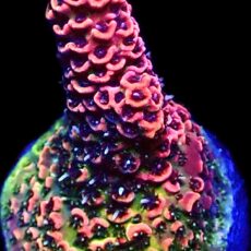 WYSIWYG 16H Rainbow Millepora Frag