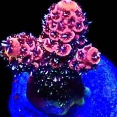 WYSIWYG 12C Rainbow Millepora Frag