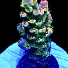 WYSIWYG 11A Homewrecker Style Acropora Tenius