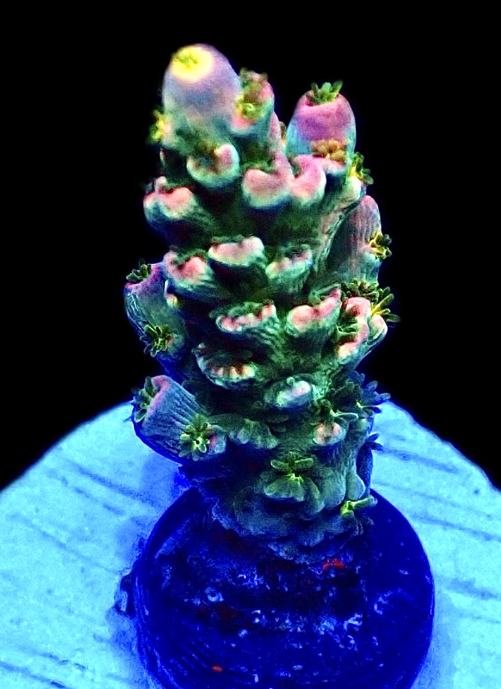 WYSIWYG 11A Homewrecker Style Acropora Tenius