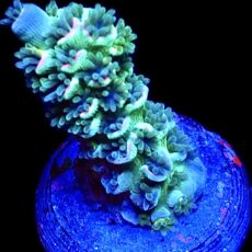 WYSIWYG 26i Mighty Mouse Acropora Tenius