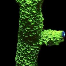WYSIWYG 14K Purple Tip Bali Slimer Staghorn Acropora Large
