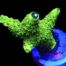 WYSIWYG 15K Purple Tip Bali Slimer Staghorn Acropora Large