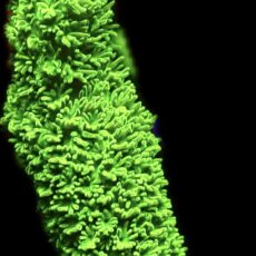 WYSIWYG 18J Purple Tip Bali Slimer Staghorn Acropora Large