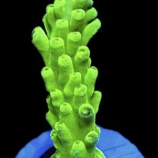 WYSIWYG 9i Nuclear Frogskin Staghorn Acropora