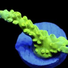 WYSIWYG 8H Nuclear Frogskin Staghorn Acropora
