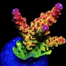 WYSIWYG 23J PC Rainbow Acropora Frag