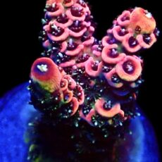 WYSIWYG 24J Rainbow Millepora Frag