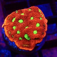 WYSIWYG 33G Cherry / Lime War Coral Frag