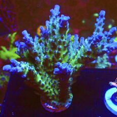 WYSIWYG  Electric Miyagi Tort Acropora Colony 1