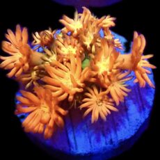 WYSIWYG T2 Amazeballs Goniopora Frag 20+ Polyps