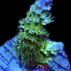 WYSIWYG 17C Acropora Tenius