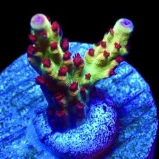 WYSIWYG 12D Bali Shortcake Acropora Frag