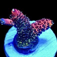 WYSIWYG 26D Rainbow Millepora Frag