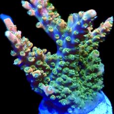 WYSIWYG M5 Fantasia Acropora Extra Large