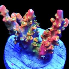 WYSIWYG M12 Fantasia Acropora