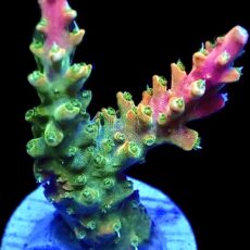 WYSIWYG 26G Fantasia Acropora