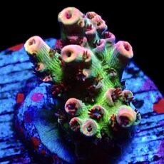 WYSIWYG 10F Dragon's Breath Acropora Frag