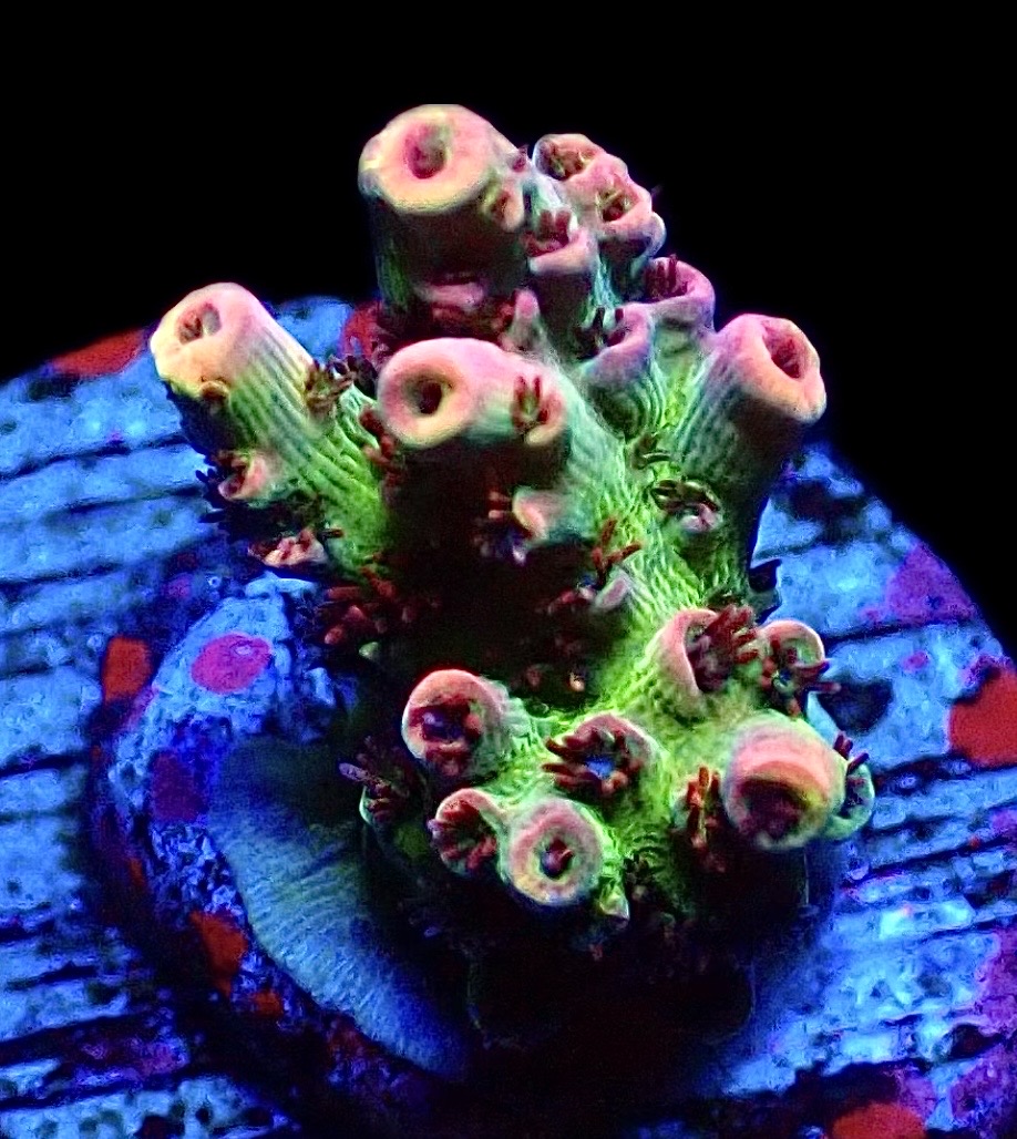 WYSIWYG 10F Dragon's Breath Acropora Frag