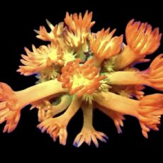 WYSIWYG T1 Amazeballs Goniopora Frag 20+ Polyps