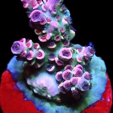 WYSIWYG 8F Parma Violet Acropora Tenius