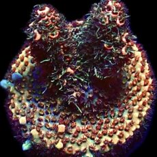 WYSIWYG 10E Rainbow Millepora Frag