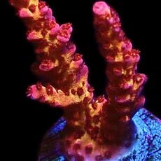 WYSIWYG 23E PC Rainbow Acropora Frag Large