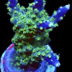 WYSIWYG M18 Acropora Ultra Tricolour